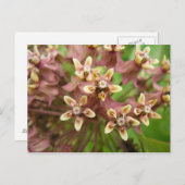 Gewone asklaver briefkaart (Voorkant / Achterkant)