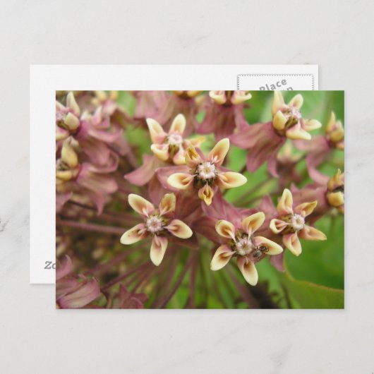 Gewone asklaver briefkaart (Voorkant / Achterkant)