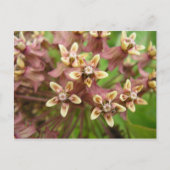 Gewone asklaver briefkaart (Voorkant)