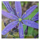 Gewone Blauwe Camas Bloem Tegeltje (Voorkant)