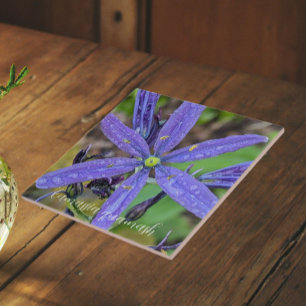 Gewone Blauwe Camas Bloem Tegeltje