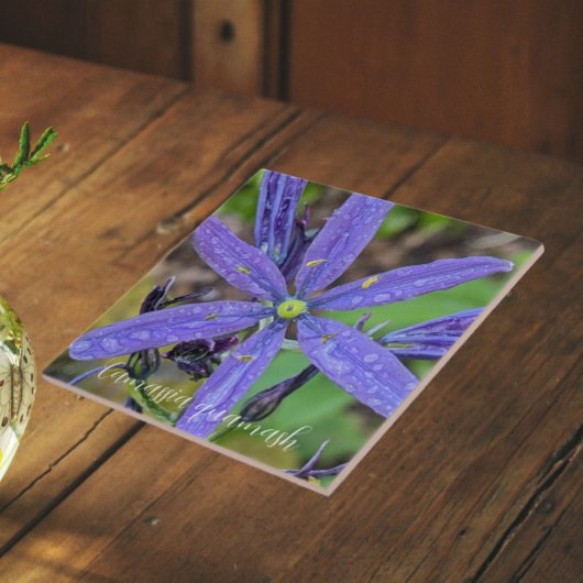 Gewone Blauwe Camas Bloem Tegeltje