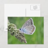 Gewone Blauwe Vlinder op Gras Briefkaart (Voorkant / Achterkant)