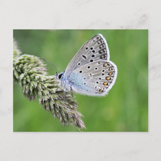 Gewone Blauwe Vlinder op Gras Briefkaart (Voorkant)