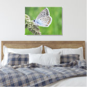 Gewone Blauwe Vlinder op Gras Canvas Afdruk (Insitu (Slaapkamer))