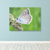 Gewone Blauwe Vlinder op Gras Canvas Afdruk (Insitu (Houten vloer))