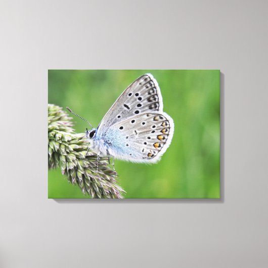 Gewone Blauwe Vlinder op Gras Canvas Afdruk (Voorkant)