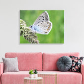 Gewone Blauwe Vlinder op Gras Canvas Afdruk (Insitu (Woonkamer))