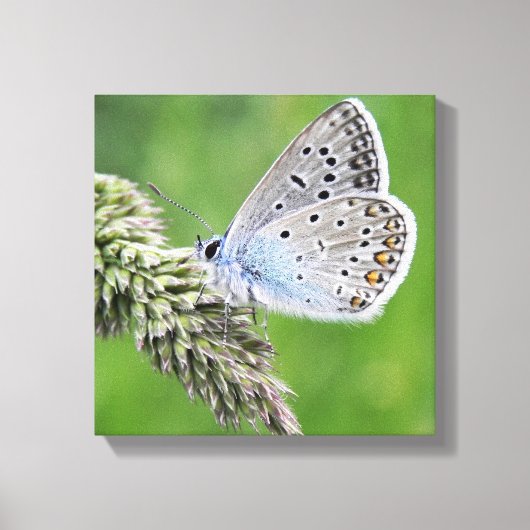 Gewone Blauwe Vlinder op Gras Canvas Afdruk (Voorkant)