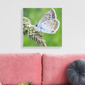 Gewone Blauwe Vlinder op Gras Canvas Afdruk (Insitu (Woonkamer))