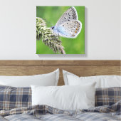 Gewone Blauwe Vlinder op Gras Canvas Afdruk (Insitu (Slaapkamer))