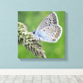 Gewone Blauwe Vlinder op Gras Canvas Afdruk (Insitu (Houten vloer))