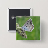 Gewone Blauwe Vlinder op Gras Vierkante Button 5,1 Cm (Voorkant /achterkant)