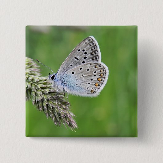 Gewone Blauwe Vlinder op Gras Vierkante Button 5,1 Cm (Voorkant)