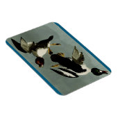 Gewone brilduiker zee-eend magneet (Rechterzijde)