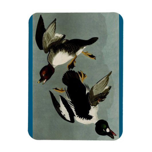 Gewone brilduiker zee-eend magneet (Verticaal)