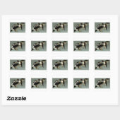 Gewone brilduiker zee-eend  vierkante sticker (Vel)