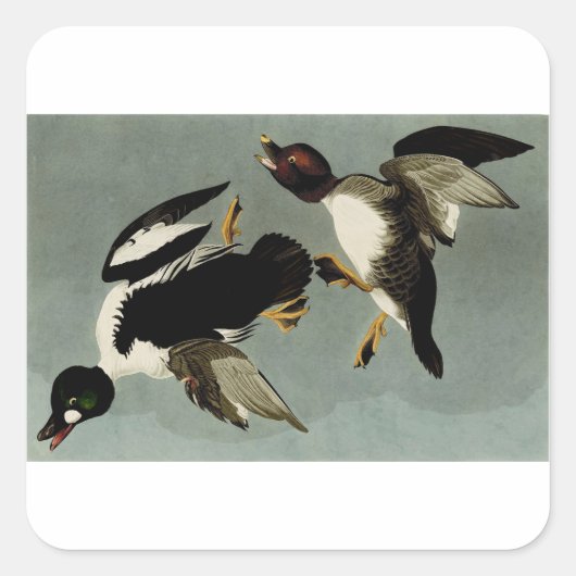 Gewone brilduiker zee-eend  vierkante sticker (Voorkant)
