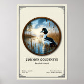 Gewone Brilduiker Zoologie Serie Poster (Voorkant)