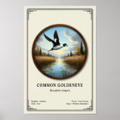 Gewone Brilduiker Zoölogie Serie Poster (Voorkant)