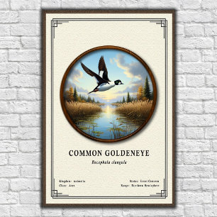 Gewone Brilduiker Zoölogie Serie Poster