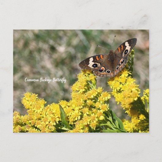 gewone Buckeye Butterfly-Briefkaart Briefkaart (Voorkant)