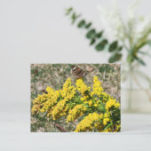 gewone Buckeye Butterfly-Briefkaart Briefkaart (Staand voorkant)