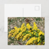 gewone Buckeye Butterfly-Briefkaart Briefkaart (Voorkant / Achterkant)