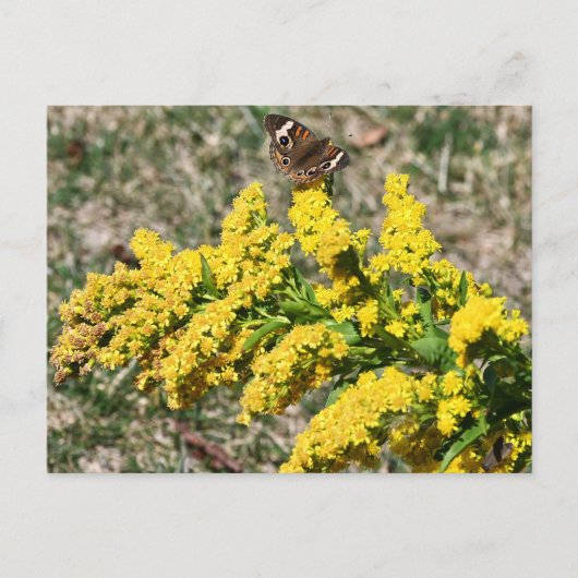 gewone Buckeye Butterfly-Briefkaart Briefkaart (Voorkant)