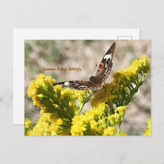 gewone Buckeye Butterfly-Briefkaart Briefkaart (Voorkant / Achterkant)