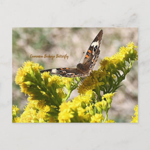 Gewone Buckeye Vlinder Ansichtkaart Briefkaart
