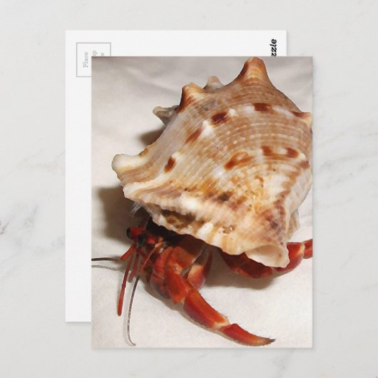 Gewone coenobita briefkaart (Voorkant / Achterkant)