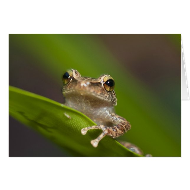 Gewone coqui, Eleutherodactylus coqui (Voorkant Horizontaal)