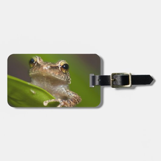 Gewone coqui, Eleutherodactylus coqui Bagagelabel (Voorkant horizontaal)