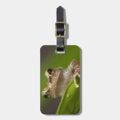 Gewone coqui, Eleutherodactylus coqui Bagagelabel (Voorkant verticaal)