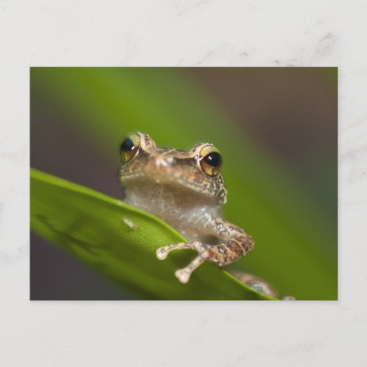 Gewone coqui, Eleutherodactylus coqui Briefkaart (Voorkant)