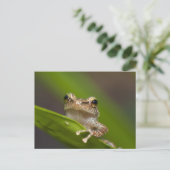 Gewone coqui, Eleutherodactylus coqui Briefkaart (Staand voorkant)