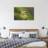 Gewone coqui, Eleutherodactylus coqui Canvas Afdruk (Insitu (Slaapkamer))