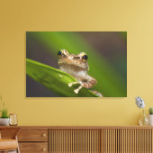 Gewone coqui, Eleutherodactylus coqui Canvas Afdruk (Insitu (Woonkamer))