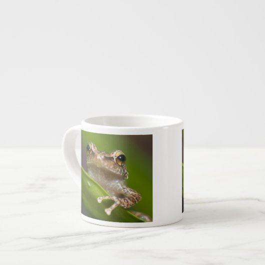 Gewone coqui, Eleutherodactylus coqui Espresso Kop (Links)