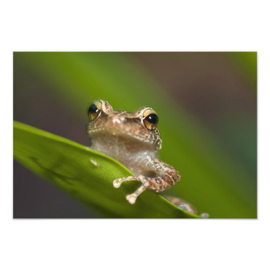 Gewone coqui, Eleutherodactylus coqui Foto Afdruk (Voorkant)
