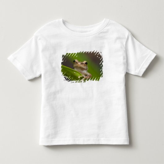 Gewone coqui, Eleutherodactylus coqui Kinder Shirts (Voorkant)