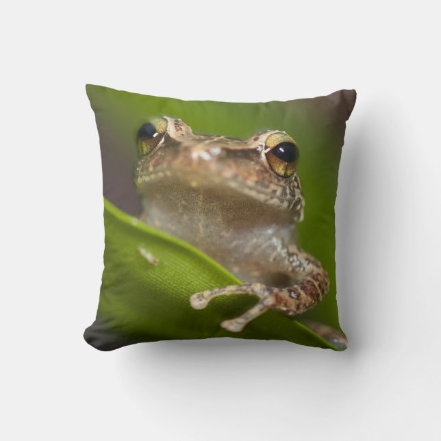 Gewone coqui, Eleutherodactylus coqui Kussen (Voorkant)