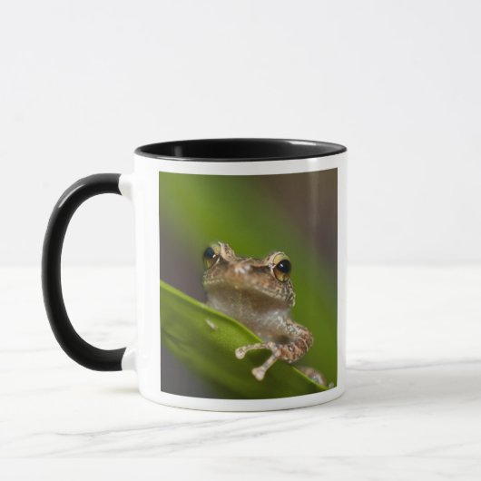Gewone coqui, Eleutherodactylus coqui Mok (Links)