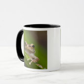 Gewone coqui, Eleutherodactylus coqui Mok (Voorkant links)
