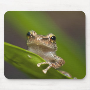 Gewone coqui, Eleutherodactylus coqui Muismat