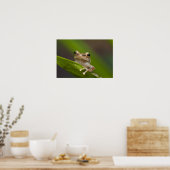 Gewone coqui, Eleutherodactylus coqui Poster (Keuken)