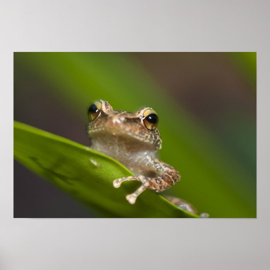 Gewone coqui, Eleutherodactylus coqui Poster (Voorkant)