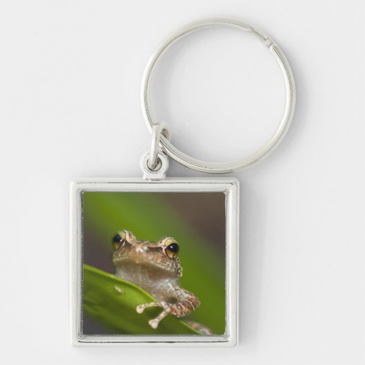 Gewone coqui, Eleutherodactylus coqui Sleutelhanger (Voorkant)