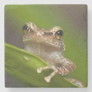 Gewone coqui, Eleutherodactylus coqui Stenen Onderzetter